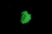 Nachleuchtpigment (TLP + NLP UV-ZnS) 500g - grün
